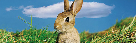 Rabbit