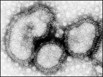 Virus cúm gia cầm