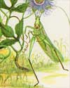 Grasshopper