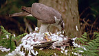 Adar Ysglyfaethus a'r Wiwer