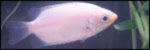 Peachy Pucka