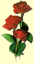 image of red roses