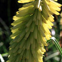 Kniphofia 'Percy's Pride', Red-hot poker