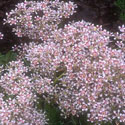 Saxifraga, Saxifrage