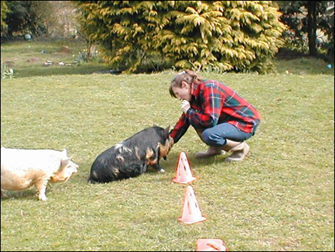 The dancing pig