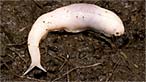 Ghost slug