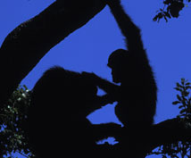 Chimpanzees in silhouette