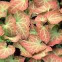 Epimedium, Barrenwort