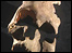 Skull from Roman times