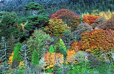 Autumn scene in Castlewellan Forest