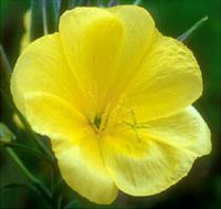 Evening Primrose