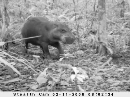 A pygmy hippopotamus captured using a camera trap in Liberia.