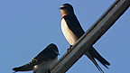 Swallow Migration