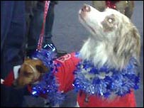 A dog