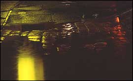 Yellow Reflection