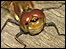 Common Darter © Tony Coombs