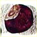 Conkers