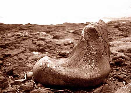 "The Giant's Boot" - Giant's Causeway North Antrim Coast.
