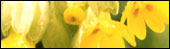 Cowslip