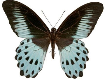 Blue Mormon Papilio Polymnester, copyright NHM
