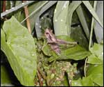 Grasshopper