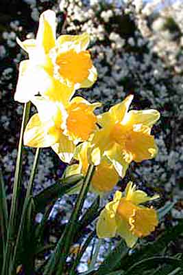 Daffodils - by Don Anderson
