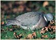 wood pigeon