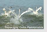 Bewick's swans swimming