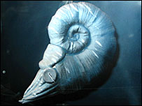An ammonite as it would have looked swimming in the Jurrassic Sea. 