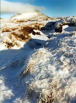 Frozen heather