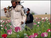 Afganistan'da bir haşhaş tarlası