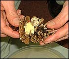 Picture: roll the breadcrumbs and push into the pine cone