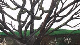 Country tree... Country tree...