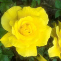 Rosa , Rose