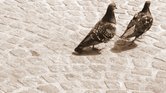 Chasing pigeon...