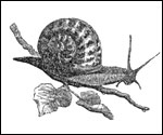 The Girdled Snail