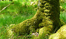 Walking Through Landscape - Trees