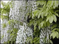 Wisteria