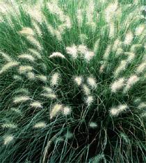 Fountain Grass