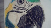 Parrot Parrot