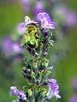 lavender bee.