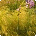 Stipa tenuissima