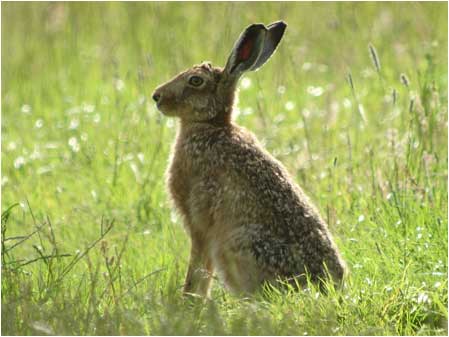 Hare