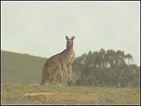 Canguru