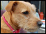 Dog in County Durham