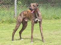 Meet Sprocket