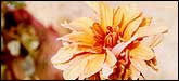 Wilted Flower at Secunderabad House