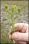 Pineapple weed