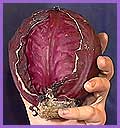 Make the cabbage juice