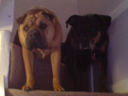 Two sad dogs, not wanting to go to bed.